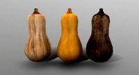 Butternut Squash