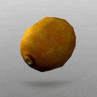 Kiwi Fruit