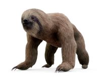 Sloth with Fur