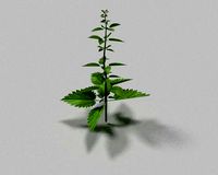 stinging nettle
