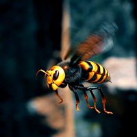 Hornet wasp