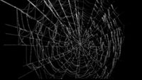 Spiderweb