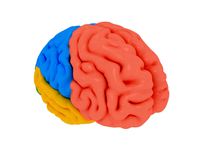 human brain Cerebrum Anatomy
