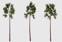 Pine tree