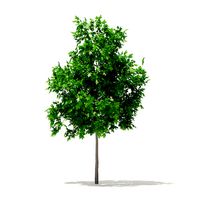 Sugar Maple 2point9m