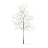 Sugar Maple with Snow 2point9m