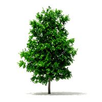 Sugar Maple 4point2m