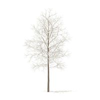 Sugar Maple with Snow 3point3m