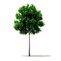 Sugar Maple 5point2m