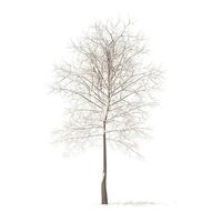 Sugar Maple with Snow 7point3m