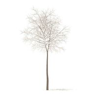 Sugar Maple with Snow 5point2m