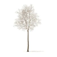 American Elm with Snow 7m