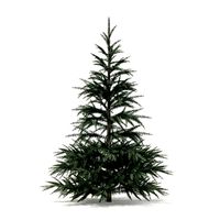 Spruce Tree 1point5m