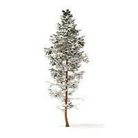 Pine Tree with Snow 14m