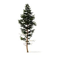Pine Tree 14m