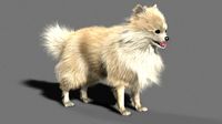 Pomeranian dog