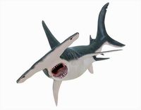 Hammerhead Shark Rigged