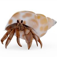 Hermit Crab Rigged with Hair