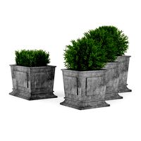 Boxwood
