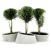 LENA tree