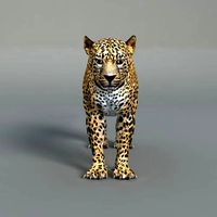 Leopard