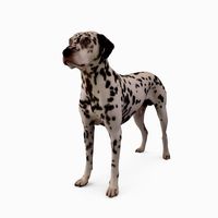 Dalmatian