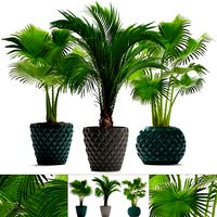 Collection palms