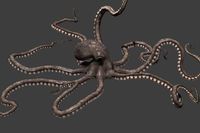 Octopus
