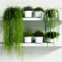 RHIPSALIS Set