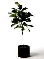 Ficus in Woven Seagrass Basket VR