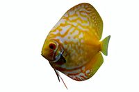 Discus Fish 8