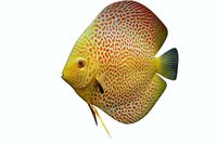 Discus Fish 5