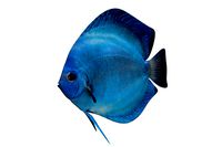 Discus Fish 3