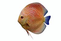 Discus Fish 2