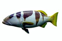 Plectropomus Laevis