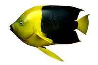 Angle Fish 18