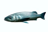 Dicentrachus Fish 2