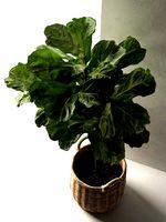 Ficus in Woven Seagrass Basket