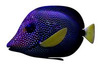 Zebrasoma Fish 5
