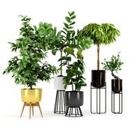 Ficus Set two