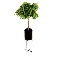 Ficus Amstel King Braid