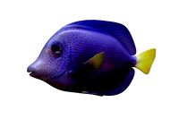 Zebrasoma Fish 2