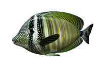 Zebrasoma Fish