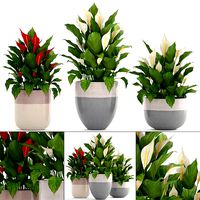 Collection plants Spathiphyllum