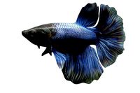 Betta Fish 2