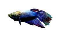 Betta Fish 1