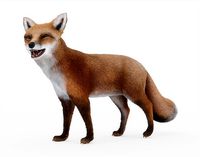 Fox Rigged with Fur