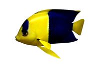 Anglefish 6