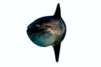 Sunfish