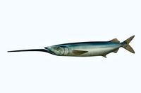 Ballyhoo Fish